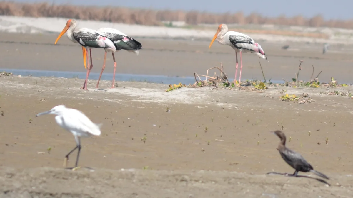 Vidur Kuti & Ganges River Sanctuary Plains in Bijnor, Uttar Pradesh
