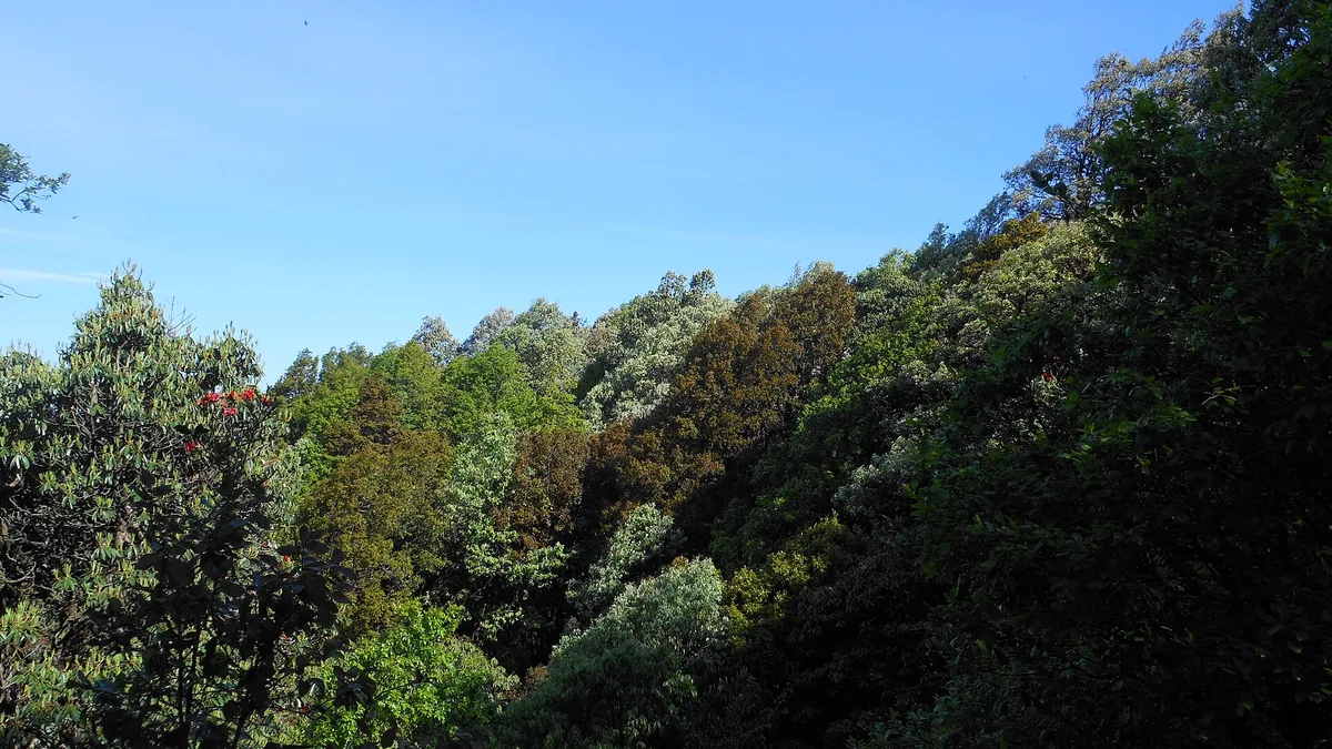 Binsar Wildlife Sanctuary & Panoramic Himalayan Snow Peaks in Binsar, Uttarakhand