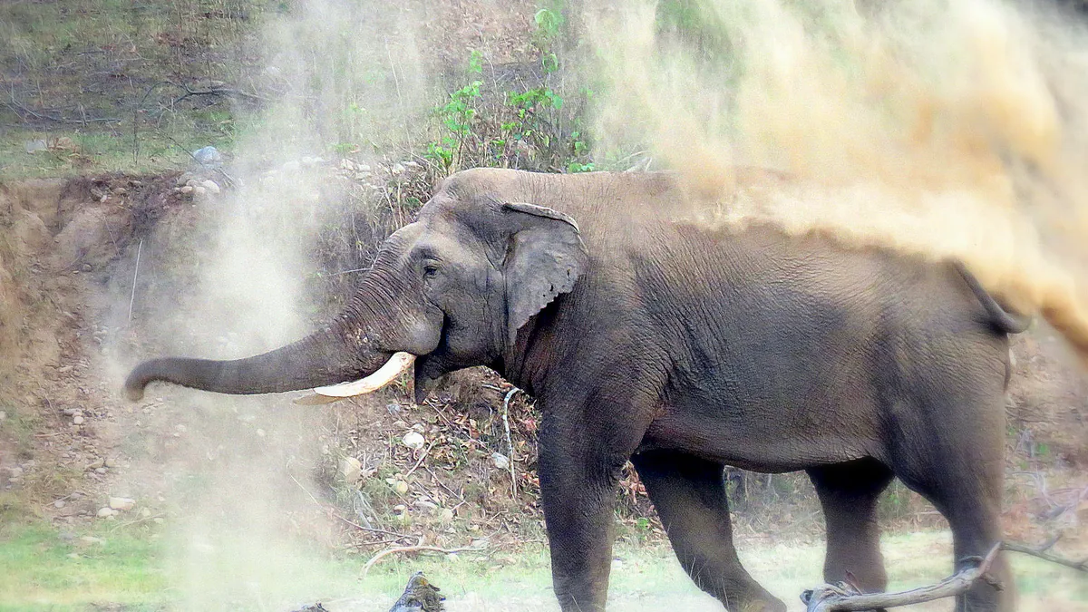 Rajaji National Park Historic Temples & Cultural Heritage in Rajaji National Park, North India